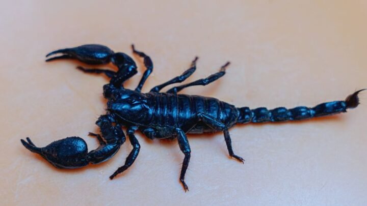 Škorpija: Bivša ljubav se do kraja marta vraća u život!