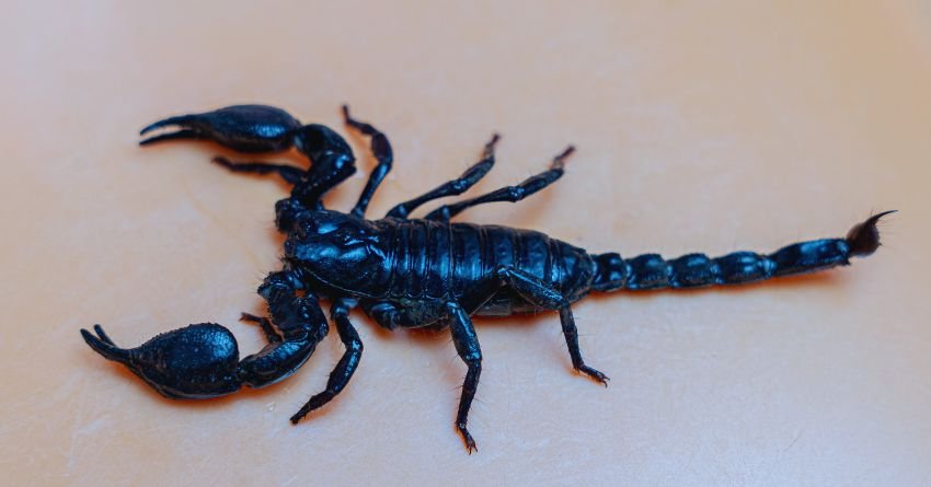 Škorpija: Bivša ljubav se do kraja marta vraća u život!