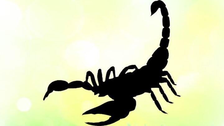 Škorpija – Veliki precizni horoskop do 15. aprila: Neko vam duguje istinu i konačno će je izgovoriti!